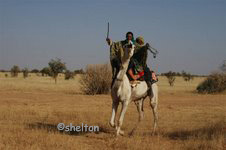 tuareg camel